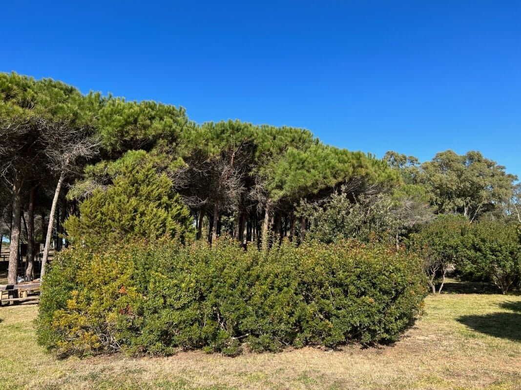 Pineta di Cala Brandinchi