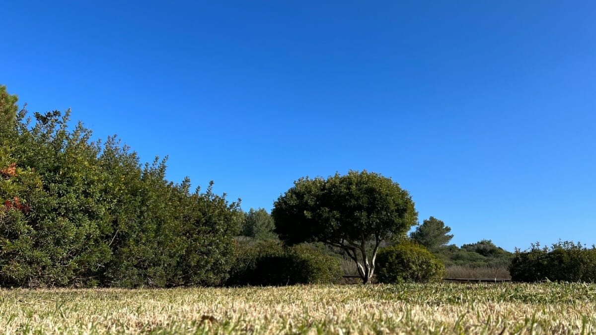 Prato per fare pic nic Cala Brandinchi